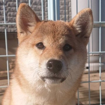 柴犬(標準サイズ)【千葉県・女の子・2024年7月25日・赤】の写真「笑顔が最強🤭
元気いっぱい‼️
可愛い女の子🩷」