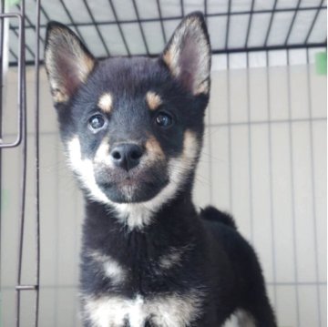 柴犬(標準サイズ)【千葉県・男の子・2025年1月23日・黒】の写真「守りたくなっちゃうハンサムボーイ❤️」
