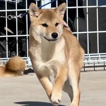 柴犬(標準サイズ)【千葉県・女の子・2024年7月25日・赤】の写真「笑顔が最強🤭
元気いっぱい‼️
可愛い女の子🩷」