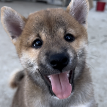 柴犬(標準サイズ)【千葉県・男の子・2024年7月25日・赤】の写真「笑顔が愛らしいワンパクボーイ🩷」