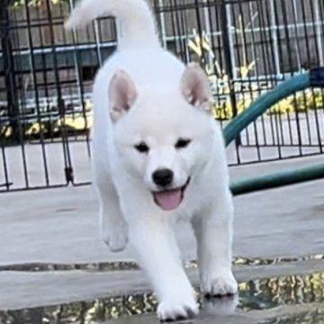 柴犬(標準サイズ)【千葉県・女の子・2024年7月25日・白】の写真「小振りの白メスちゃん🩷」