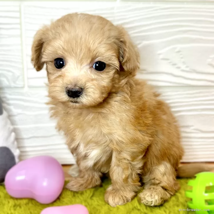 ばば 様のお迎えした子犬