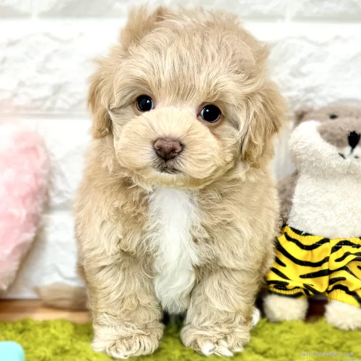 サン君 様のお迎えした子犬