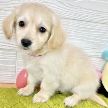 チワックス(チワワ×ダックスフンド)【滋賀県・女の子・2024年3月13日・クリーム】の写真「おっとり温和な女の子👧🎵✨」