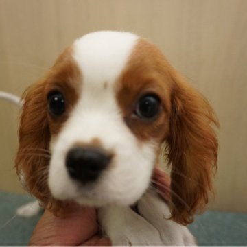 キャバリアの子犬を探す｜ブリーダー直販の子犬販売【みんなのブリーダー】