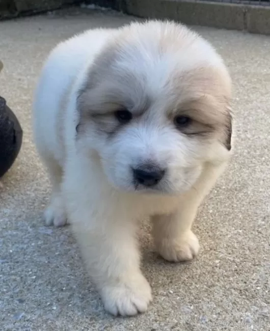 くらら 様のお迎えした子犬