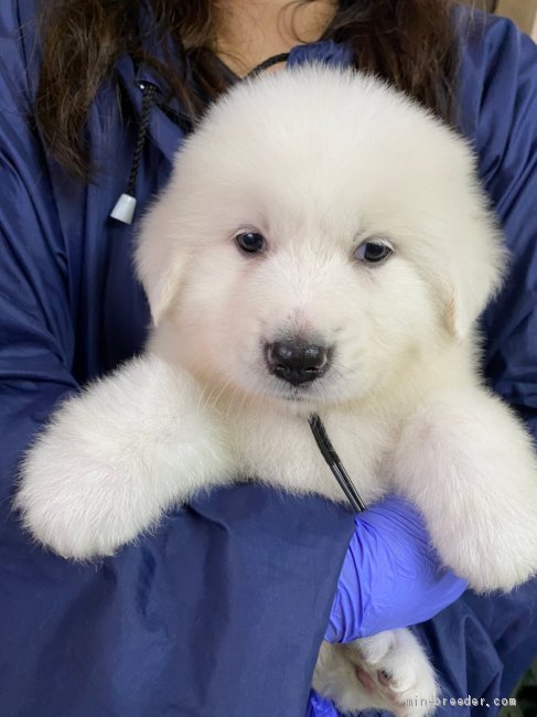 グレートピレニーズ 宮崎県 男の子 年5月2日 ホワイト とても可愛い子です みんなのブリーダー 子犬id 06