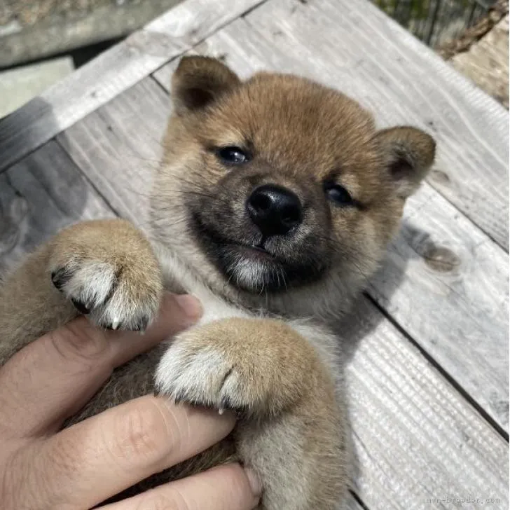 Y.H 様のお迎えした子犬