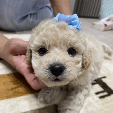 ミックス(ビションフリーゼ×トイプードル)【愛知県・男の子・2024年8月10日・クリーム】の写真「甘えん坊です　目👀がくりくり」