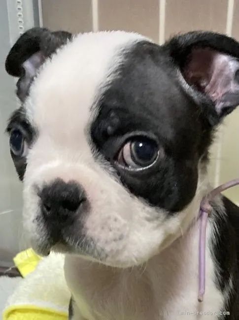 タカハシ 様のお迎えした子犬