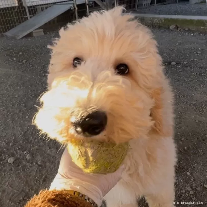 J.H 様のお迎えした子犬