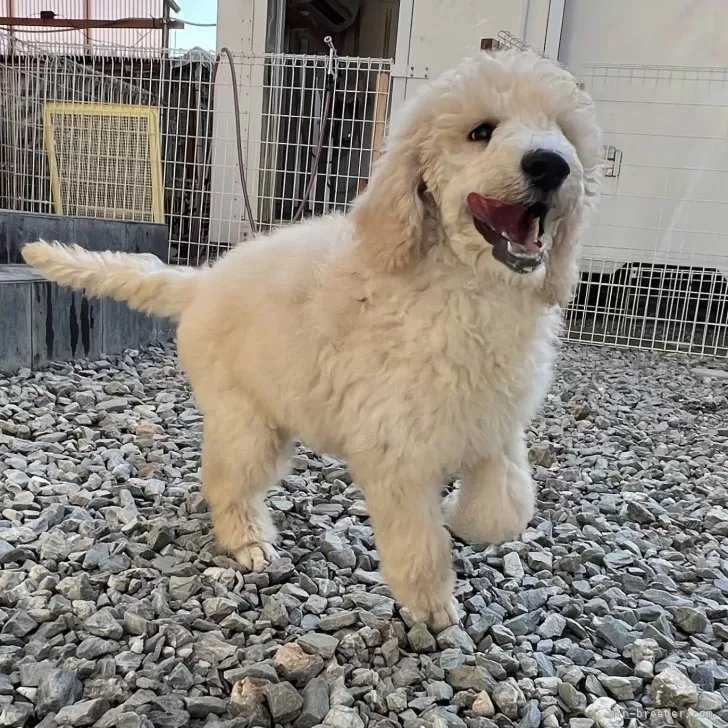 よーこ 様のお迎えした子犬