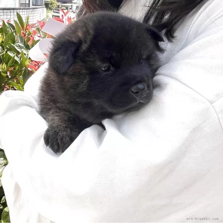 甲斐犬【山口県・女の子・2025年3月18日・赤虎毛】の写真1
