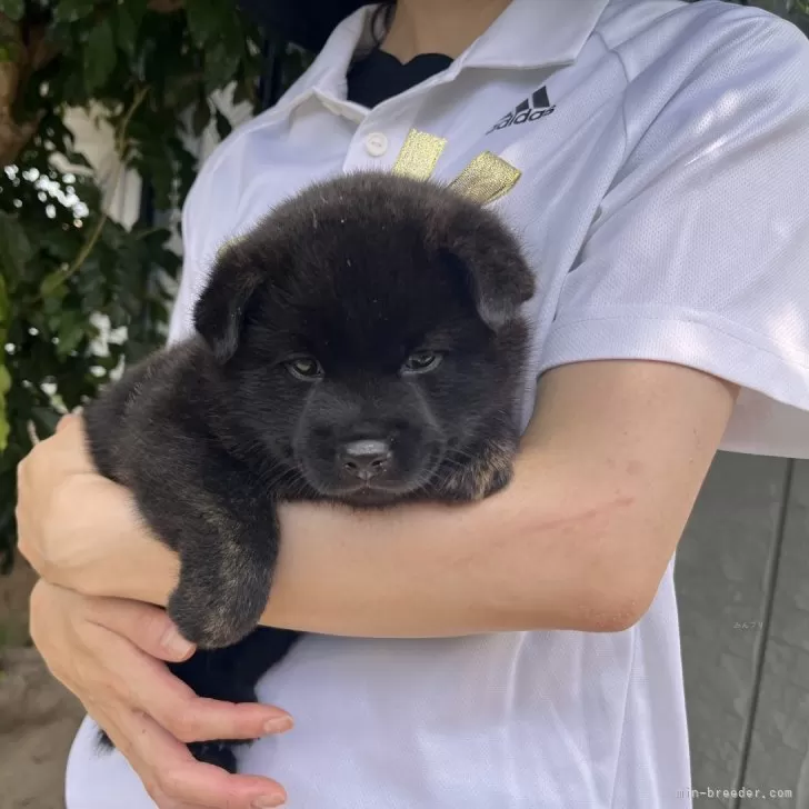 ナツ 様のお迎えした子犬