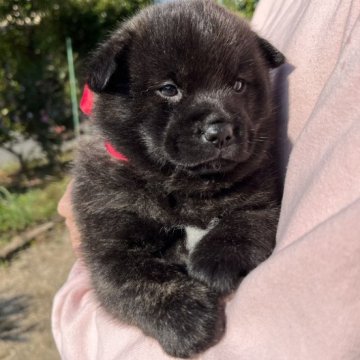 甲斐犬【山口県・女の子・2022年11月25日・赤虎毛】の写真「有名な優良血統の血筋・心身共に健康で「良質な仔犬」」