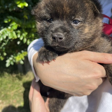 甲斐犬【山口県・女の子・2022年9月3日・赤虎毛】の写真「両親共に有名な総合優良犬の血筋・「ぺろみ」の孫」