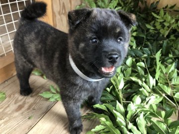 甲斐犬【山口県・男の子・2021年9月21日・赤虎毛】の写真「超優良血統・「ぺろみ」の孫」