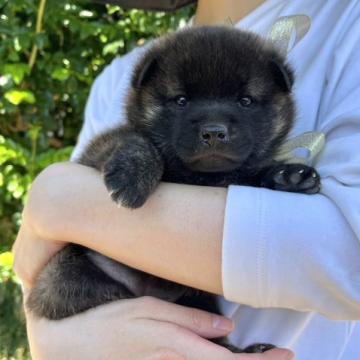 甲斐犬【山口県・女の子・2022年9月3日・赤虎毛】の写真「両親共に有名な総合優良犬の血筋・「ぺろみ」の孫」