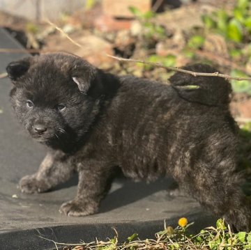 甲斐犬【埼玉県・男の子・2024年11月20日・中虎】の写真「ママ未成犬2席です。
形も虎毛も完璧💕」