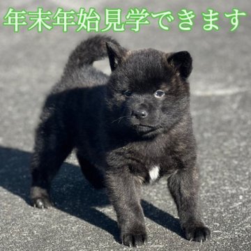 甲斐犬【埼玉県・男の子・2024年11月21日・黒虎】の写真「みんなより活発です。」