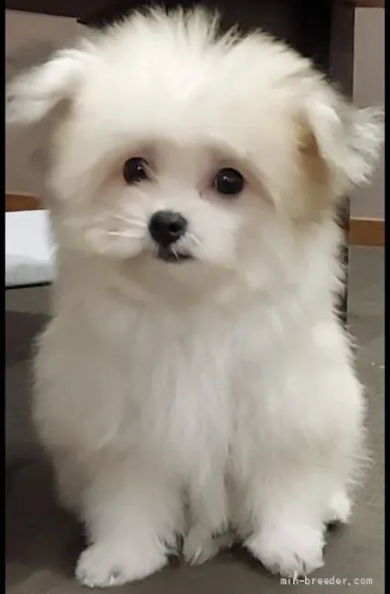 きんちゃん 様のお迎えした子犬