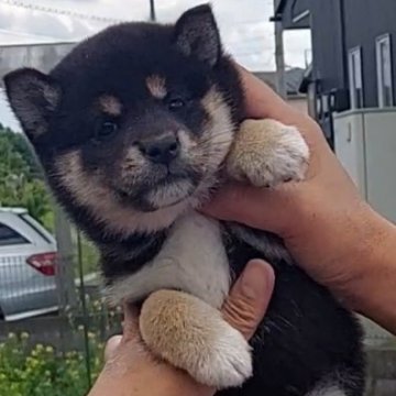 柴犬(標準サイズ)【埼玉県・女の子・2022年3月25日・黒】の写真「とっても人間大好きな甘えん坊
遊ぶの大好きです」