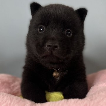 甲斐犬【埼玉県・女の子・2024年1月9日・黒虎】の写真「いつも一番に出てくる人なつっこい女の子
可愛い💕」