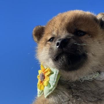 柴犬(豆柴)【埼玉県・女の子・2022年10月1日・赤】の写真「小ぶりで顔が詰まって可愛い💕女の子です❤️」