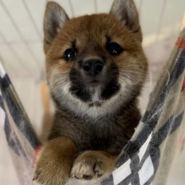 柴犬(標準サイズ)【埼玉県・男の子・2022年8月5日・赤】の写真「血統素晴らしい柴犬の男の子です。
性格も愛らしい」