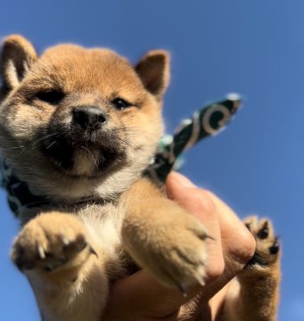 柴犬(豆柴)【埼玉県・女の子・2022年6月18日・赤】の写真「両親豆柴認定犬です。
遺伝子検査クリア」