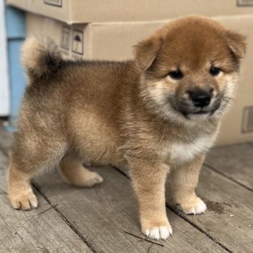 柴犬(豆柴)【埼玉県・男の子・2024年8月6日・赤】の写真「ママがドラマの主役の女優パパは小さい黒豆柴」