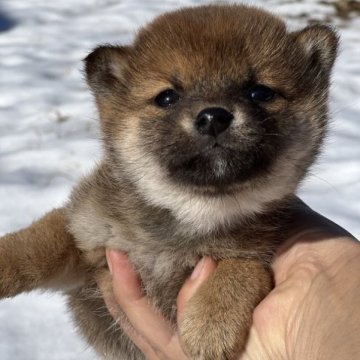 柴犬(豆柴)【埼玉県・女の子・2022年12月6日・赤】の写真「とても小さい穏やかな性格の女の子💕」