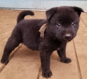 甲斐犬【埼玉県・男の子・2020年8月20日・黒虎】の写真「父，母共に優良血統犬です。展覧会向き」