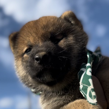 柴犬(豆柴)【埼玉県・男の子・2022年6月11日・赤】の写真「無駄鳴きせずオシッコシートでトイレもできる男」