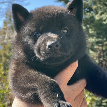 甲斐犬【埼玉県・男の子・2024年1月9日・黒虎】の写真「抱っこされるの大好きな甘えん坊❤️」