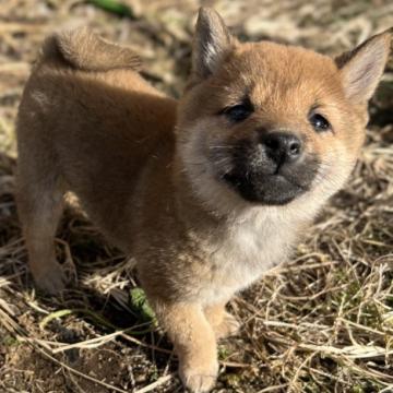 柴犬(豆柴)【埼玉県・男の子・2022年10月27日・赤】の写真「豆柴認定証遺伝子検査済で元気で可愛い男のこ💕」