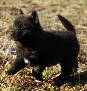 甲斐犬【埼玉県・男の子・2022年1月16日・黒虎】の写真「真っ黒な中に虎毛　蓑毛もあり、将来楽しみです。」