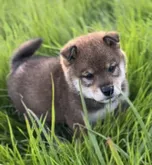 柴犬(標準サイズ)【埼玉県・男の子・2022年9月17日・胡麻】の写真3「まるで四国犬の凛々しさ正真正銘の柴犬だよ」