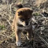 柴犬(標準サイズ)【埼玉県・男の子・2022年9月17日・胡麻】の写真5「かっこいいよ　絶対イケてる男に成長する」