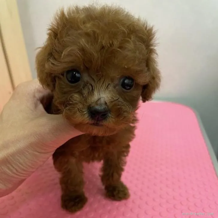 のむまま 様のお迎えした子犬