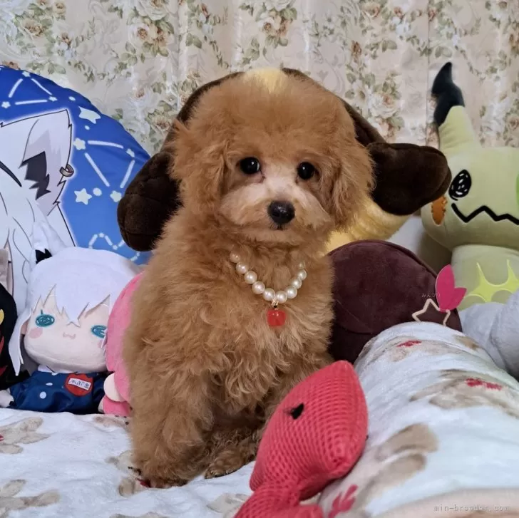 ミヤちゃん 様のお迎えした子犬