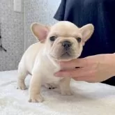 フレンチブルドッグ