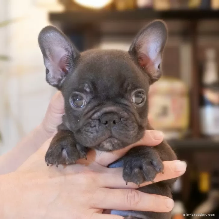 ドラ 様のお迎えした子犬