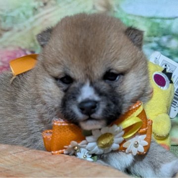 柴犬(豆柴)【岡山県・女の子・2025年1月13日・赤】の写真「両親共豆柴認定犬
両親共遺伝子検査クリア」