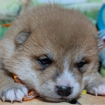 柴犬(豆柴)【岡山県・男の子・2025年1月16日・赤】の写真「両親共豆柴認定犬
両親共遺伝子検査クリア」