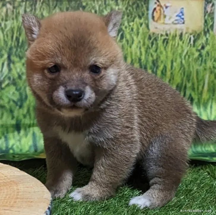 豆柴【岡山県・男の子・2023年2月3日・赤】の写真1