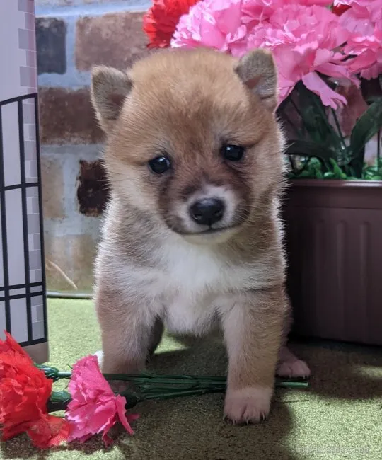 ミト 様のお迎えした子犬