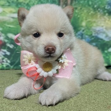 柴犬(豆柴)【岡山県・女の子・2024年8月10日・白】の写真「通常の豆柴サイズの
2分の1のサイズです」