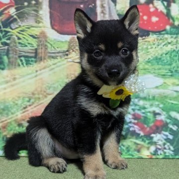 柴犬(豆柴)【岡山県・男の子・2024年7月22日・黒】の写真「小さいお母さんから産まれました🥰」