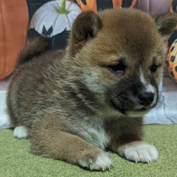 柴犬(豆柴)【岡山県・男の子・2023年9月7日・赤】の写真「小柄なお母さんからうまれた小柄な、豆柴ちゃんです。」